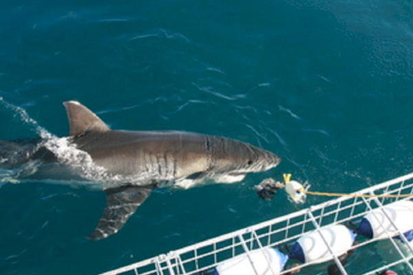 Mit Haien tauchen – Südafrika