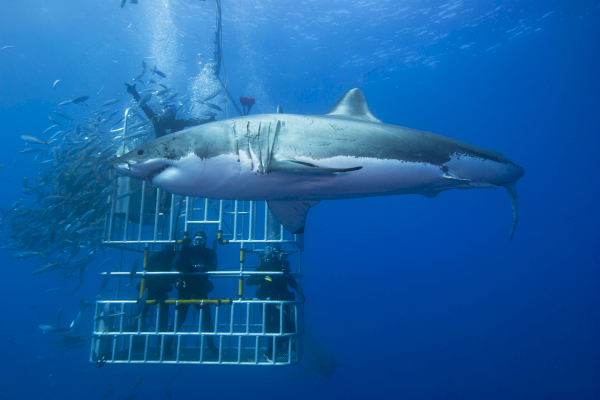 Mexico – Schwimmen und Schnorcheln mit Walhaien